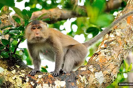 Hai cá thể khỉ Bắc Giang quý hiếm sao lập tức được thả về rừng?