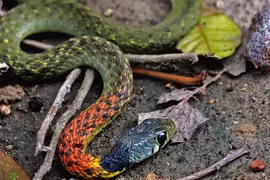 Rắn hoa cỏ cổ đỏ khiến bé gái tử vong thương tâm: Độc cỡ nào?