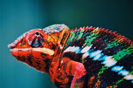 Phát hiện loài tắc kè hoa tuyệt đẹp tưởng như... đi vào sách đỏ