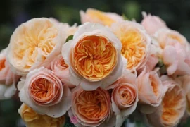 Những loài hoa đắt giá nhất hành tinh, có tiền cũng khó sở hữu