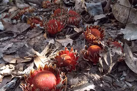 Loài cây “quỷ hút máu” bằng xúc tu của giới thực vật 