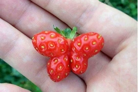 Sự kỳ diệu của thiên nhiên khoa học không thể lý giải