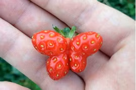 Sự kỳ diệu của thiên nhiên khoa học không thể lý giải