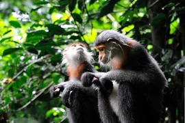 “Cuộc chiến ngầm” của loài voọc quý hiếm chỉ có ở Việt Nam 