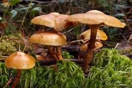 Tránh xa những loài nấm đáng sợ này nếu không muốn mất mạng