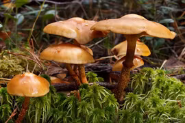 Tránh xa những loài nấm đáng sợ này nếu không muốn mất mạng