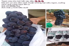 5 loại nho siêu rẻ, đang làm mưa làm gió trên thị trường