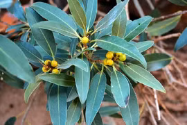 Loài hoàn toàn mới trên đỉnh đá thiêng: Ai "mạo phạm" coi chừng mất mạng! 