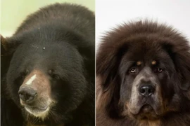 Gia chủ tá hỏa khi chó cưng nuôi suốt 2 năm bất ngờ thành… gấu