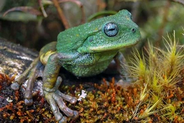 Loài nhái có chiếc túi đặc biệt mới được phát hiện tại rừng Amazon