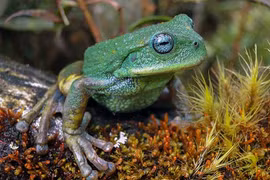 Loài nhái có chiếc túi đặc biệt mới được phát hiện tại rừng Amazon