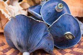 Nấm phục linh đắt như vàng nhưng vẫn còn loài đắt hơn gấp bội