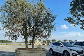 Loài cây như mọc dại mà giá bạc tỷ, người Việt săn lùng 