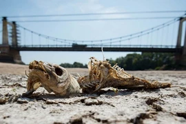 Cảnh báo nóng: Thế giới sẽ nóng kỷ lục vào năm 2022