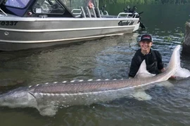 Thủy quái tiền sử khổng lồ, lớp vảy như giáp bị ngư dân tóm gọn