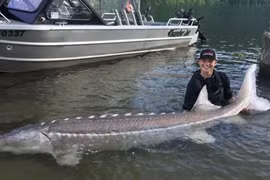 Thủy quái tiền sử khổng lồ, lớp vảy như giáp bị ngư dân tóm gọn