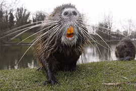 Loài chuột khổng lồ bị "truy nã" gắt gao vì... ăn tàn phá hoại