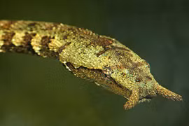 Kinh hãi những loài rắn kỳ quái nhất thế gian: Độc chết người! 