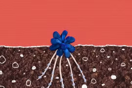 Vẻ đẹp chết người của những loài cây “ăn thịt” kỳ lạ nhất thế giới