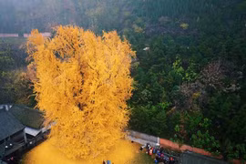 Ngắm cây cổ thụ 1.400 năm tuổi vàng rực đẹp đến ngỡ ngàng