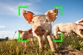 Trung Quốc: Nhận diện khuôn mặt động vật để xử lý chủ nhân... thả rông