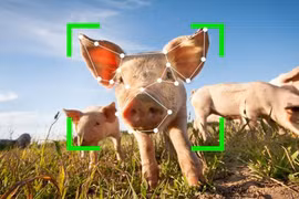 Trung Quốc: Nhận diện khuôn mặt động vật để xử lý chủ nhân... thả rông