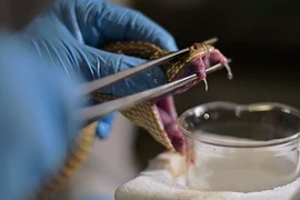 Tận mục công đoạn “vuốt ve” rắn thu nọc độc chế huyết thanh 