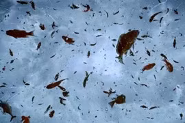 Chấn động sự thật về các cơn mưa động vật kỳ quái nhất TG 