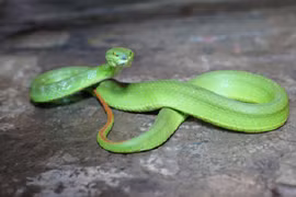 Điểm tên loài rắn độc thích lẩn trốn trong nhà cực nguy hiểm