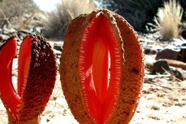 Loài hoa biệt danh “thức ăn cho chó” có vẻ ngoài dễ... gây ngượng