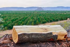 Sửng sốt loại gỗ đắt nhất nhì thế giới mọc đầy ở Việt Nam 