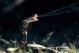 Vì sao rắn có thể tấn công con mồi trong bóng tối?