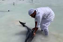 Giải cứu đàn cá heo bỗng dưng mắc cạn trên... cát