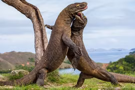 Vì sao rồng Komodo thoát khỏi thảm họa tuyệt chủng?