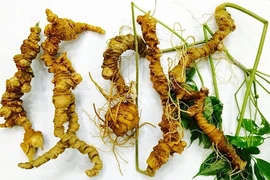 Vườn sâm Ngọc Linh Quang Nam quý hiếm sao được đào hầm chông bảo vệ