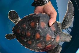 Thả cá thể rùa xanh về biển ở Khánh Hoà: Quý hiếm sao?