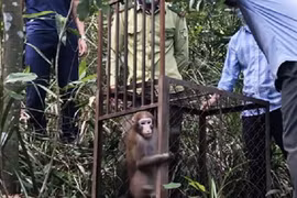 Khỉ mốc, trăn gấm quý hiếm sao... lập tức được thả về rừng ở Hà Tĩnh?