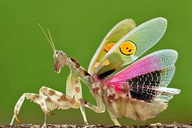 Những sinh vật kỳ lạ tại Việt Nam khiến thế giới kinh ngạc