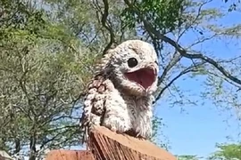 “Chim ma” như tượng gỗ xuất hiện khiến con người khiếp sợ