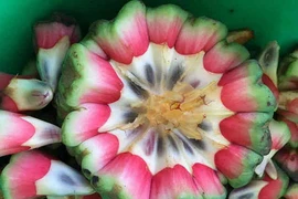 Rhần dược phòng the cực đắt đỏ hái trong rừng 