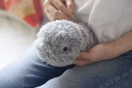 Robot thú cưng sử dụng công nghệ AI sẽ “đốt túi” bạn trẻ?