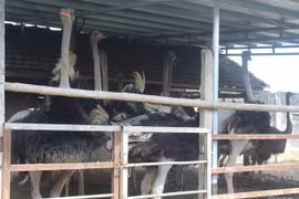 'Đánh liều' nuôi đà điểu Châu Phi lão nông lãi 500 triệu đồng