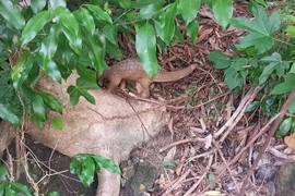 Cá thể tê tê quý hiếm sao được thả ngay về rừng Quảng Nam?