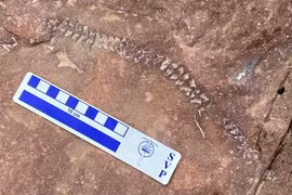 Bí ẩn sinh vật bất ngờ hiện ra trên vách đá bị xói mòn 