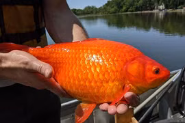 Cá vàng hóa khổng lồ do sai lầm này của con người