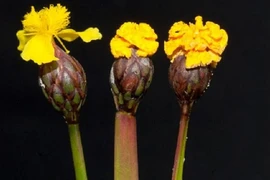 Loài nấm tinh quái "giả dạng" hoa để bẫy côn trùng