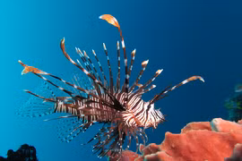 Giật mình loài cá đẹp như tiên nhưng là sát thủ kịch độc 