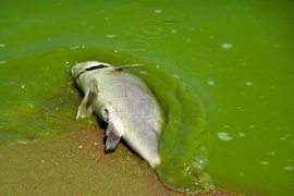 Loài tảo lam “chết chóc”, thải độc vào không khí khi nở hoa