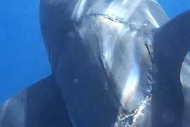 Vết cắn trên cá mập tố cáo sự hồi sinh của “quái vật tiền sử“?