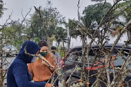 Ngắm hoa lê tiền triệu xuống Thủ đô sau Tết